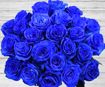 BLUE LAGON ROSES