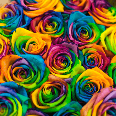 RAINBOW ROSES