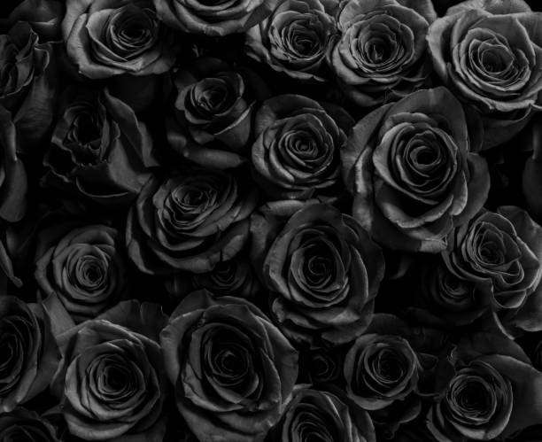 TRIPLE BLACK ROSES