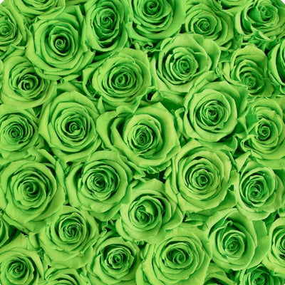 GREEN LANTER ROSES