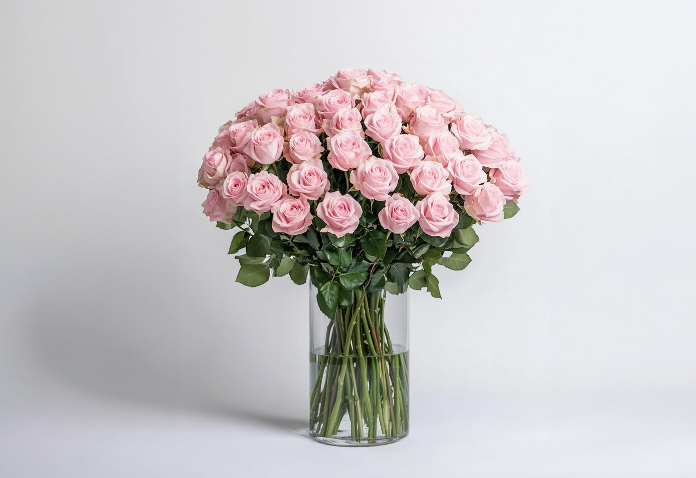 PREMIUM PINK ROSES