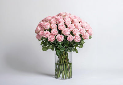 PREMIUM PINK ROSES